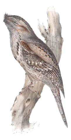 Volume II, plate 3 of Gould's The Birds of Australia: Tawny Frogmouth (Podargus strigoides)