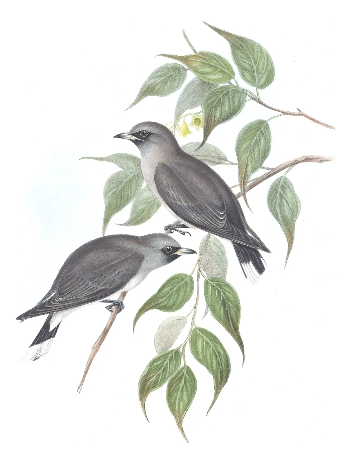 Volume II, plate 30 of Gould's The Birds of Australia: Black-faced Woodswallow (Artamus cinereus)