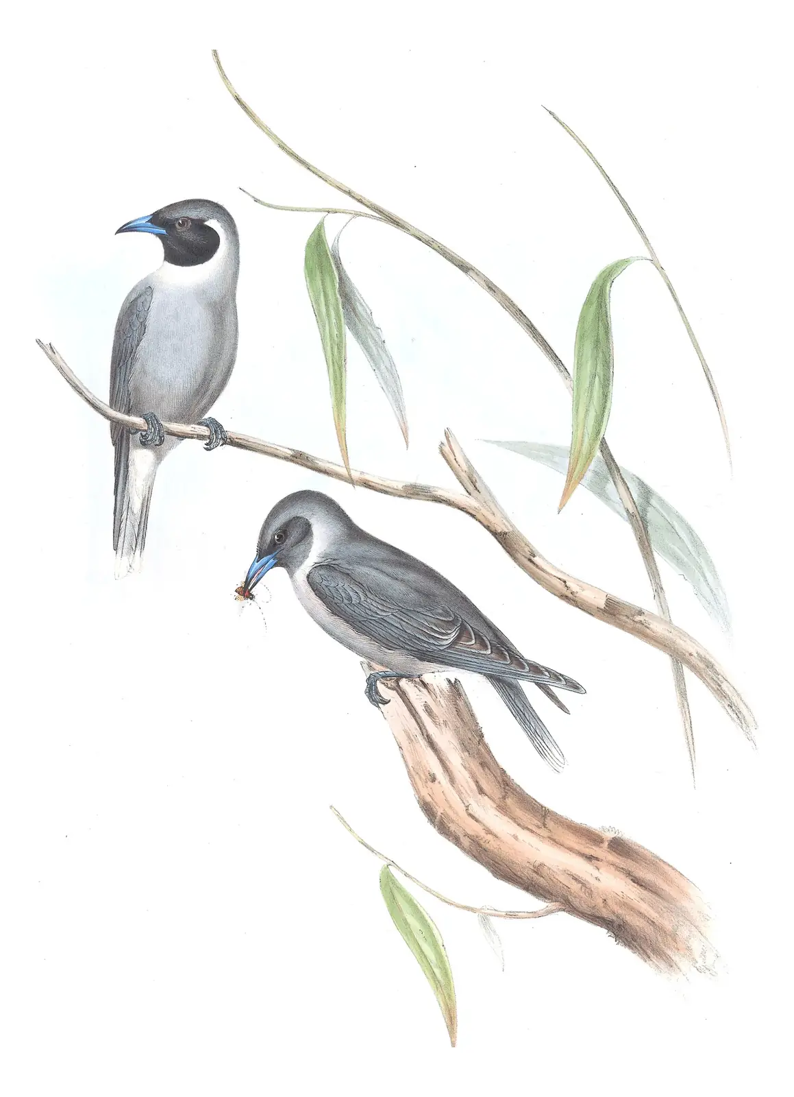 Volume II, plate 31 of Gould's The Birds of Australia: Masked Woodswallow (Artamus personatus)