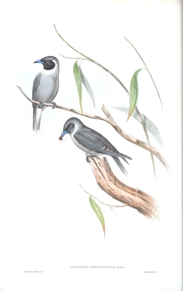 The whole sheet of volume II, plate 31, with its engraved caption