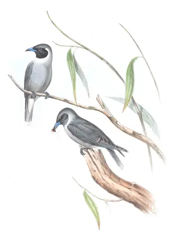 Volume II, plate 31 of Gould's The Birds of Australia: Masked Woodswallow (Artamus personatus)