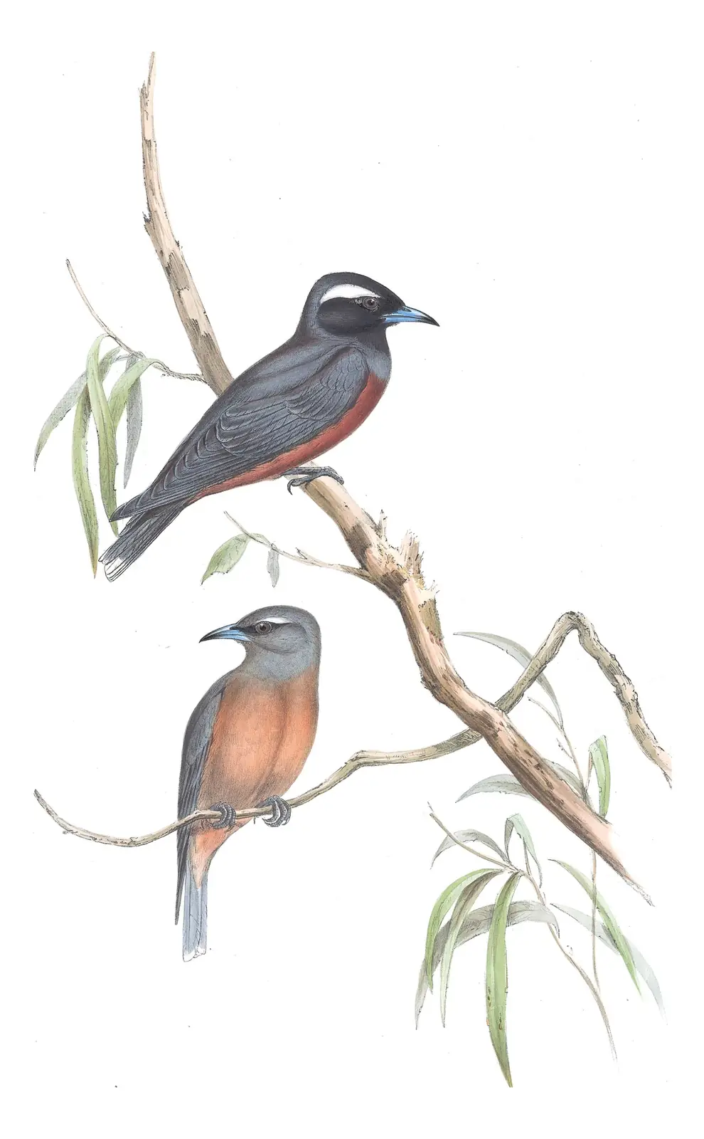 Volume II, plate 32 of Gould's The Birds of Australia: White-browed Woodswallow (Artamus superciliosus)