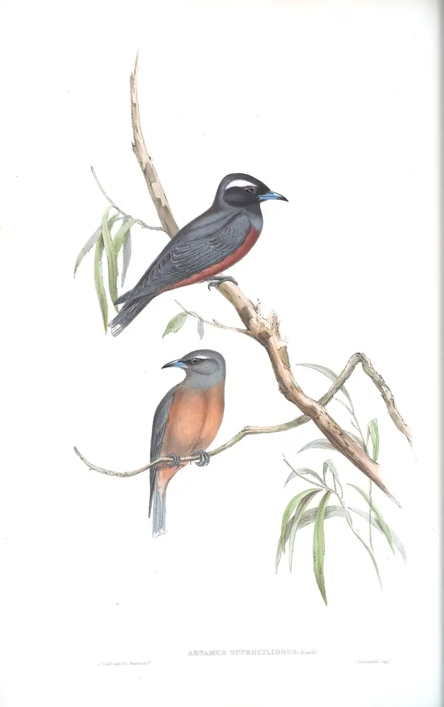 The whole sheet of volume II, plate 32, with its engraved caption