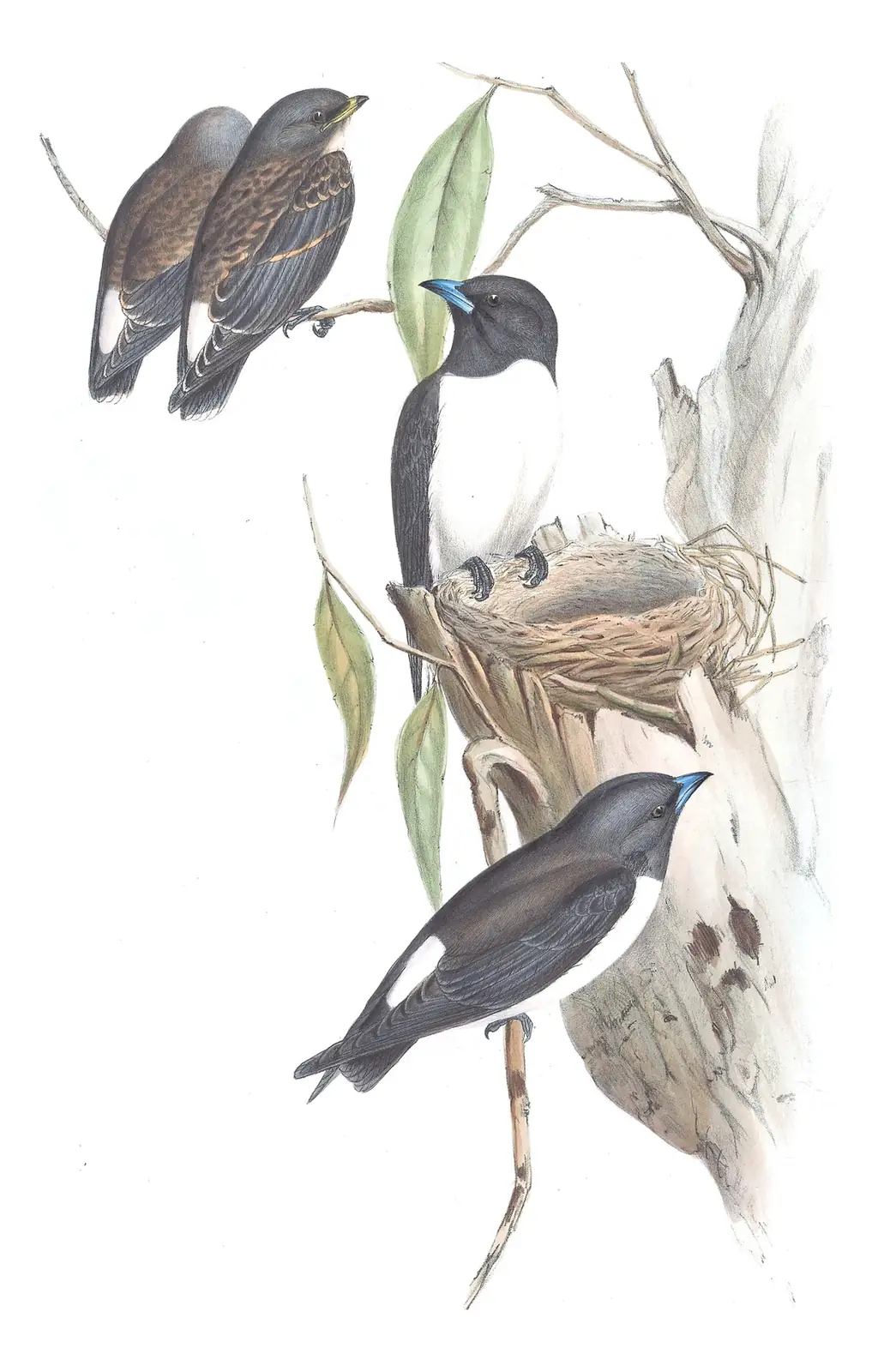 Volume II, plate 33 of Gould's The Birds of Australia: White-breasted Woodswallow (Artamus leucorynchus)