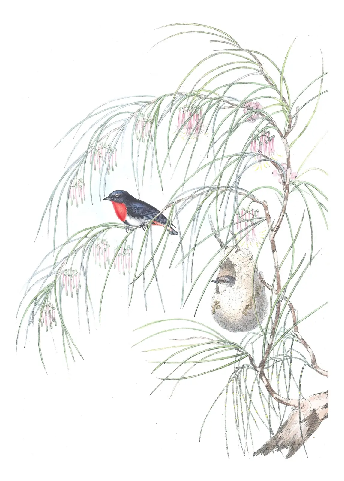 Volume II, plate 34 of Gould's The Birds of Australia: Mistletoebird (Dicaeum hirundinaceum)