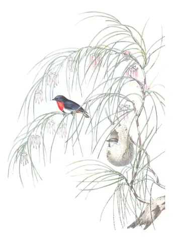 Volume II, plate 34 of Gould's The Birds of Australia: Mistletoebird (Dicaeum hirundinaceum)