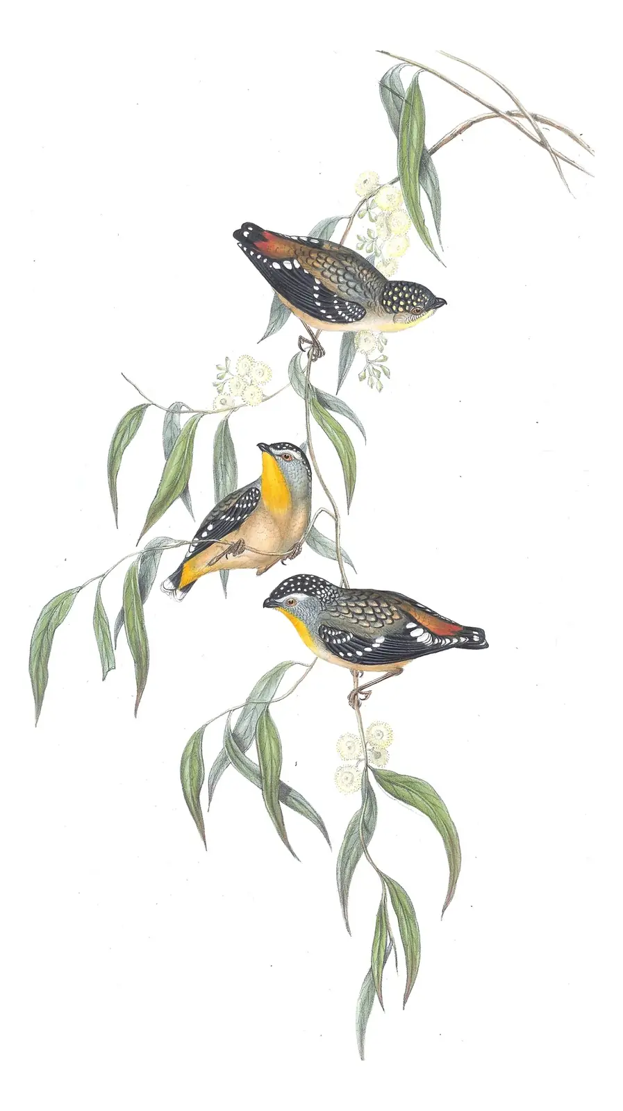 Volume II, plate 35 of Gould's The Birds of Australia: Spotted Pardalote (Pardalotus punctatus)