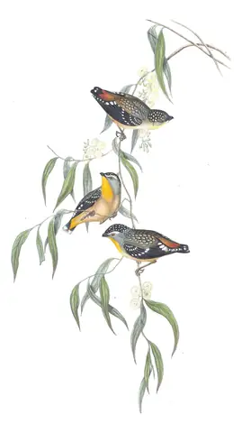 Volume II, plate 35 of Gould's The Birds of Australia: Spotted Pardalote (Pardalotus punctatus)