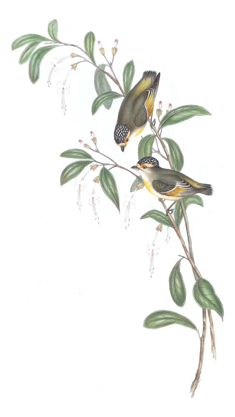 Volume II, plate 36 of Gould's The Birds of Australia: Red-browed Pardalote (Pardalotus rubricatus)