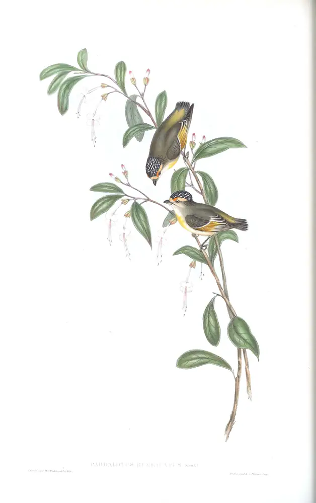 The whole sheet of volume II, plate 36, with its engraved caption