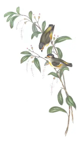 Volume II, plate 36 of Gould's The Birds of Australia: Red-browed Pardalote (Pardalotus rubricatus)
