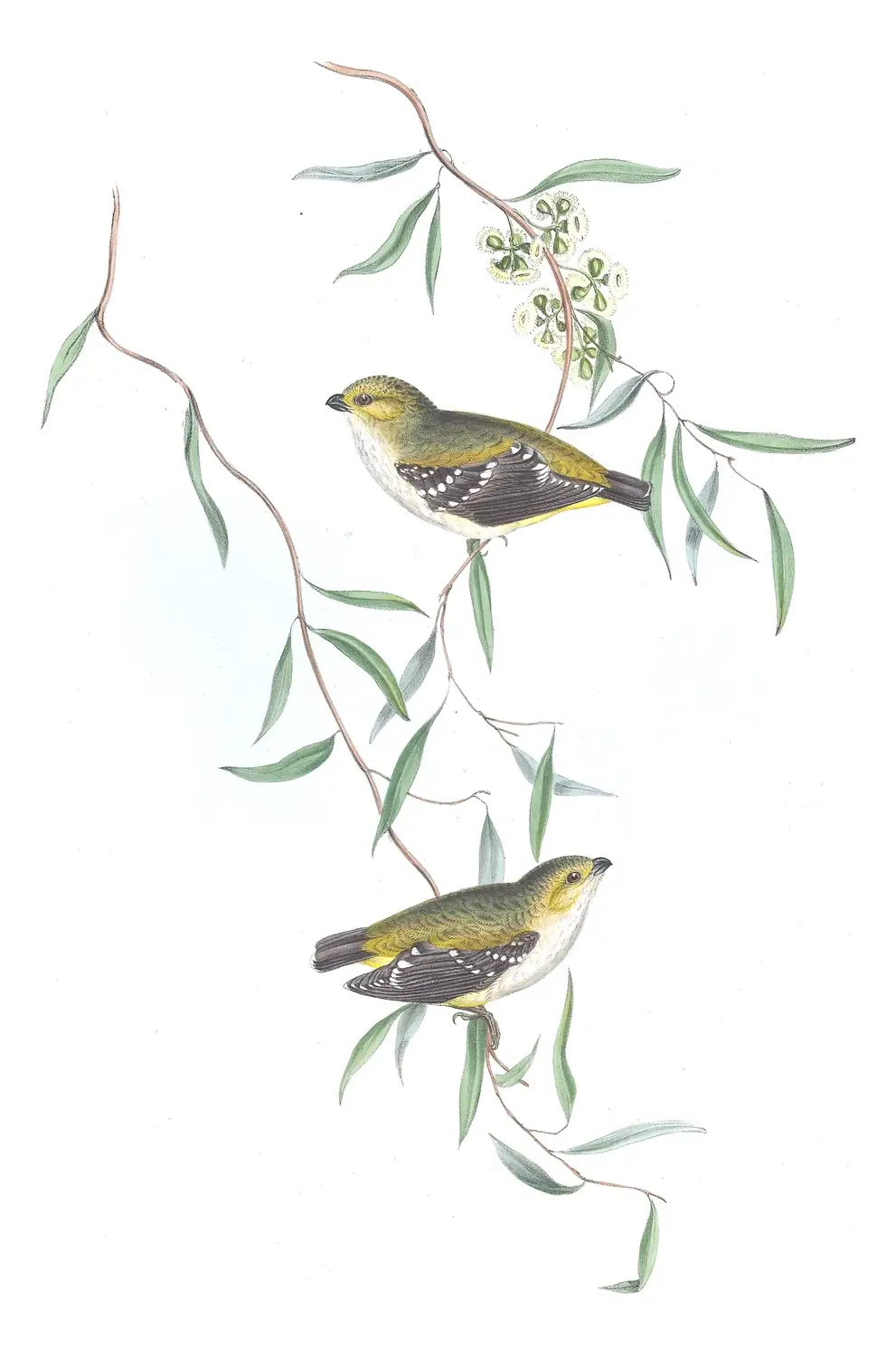 Volume II, plate 37 of Gould's The Birds of Australia: Forty-spotted Pardalote (Pardalotus quadragintus)