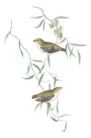 Volume II, plate 37 of Gould's The Birds of Australia: Forty-spotted Pardalote (Pardalotus quadragintus)