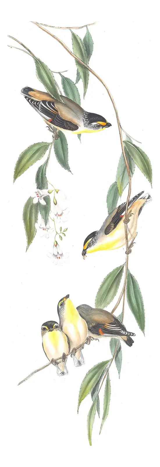 Volume II, plate 38 of Gould's The Birds of Australia: Striated Pardalote (Pardalotus striatus)