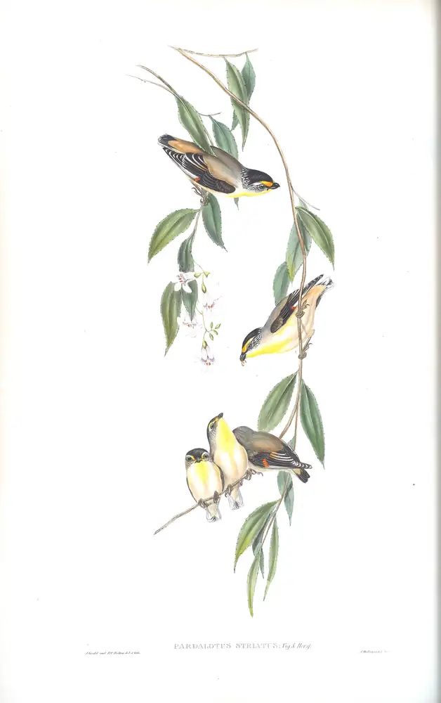 The whole sheet of volume II, plate 38, with its engraved caption