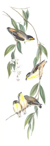 Volume II, plate 38 of Gould's The Birds of Australia: Striated Pardalote (Pardalotus striatus)
