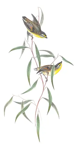 Volume II, plate 39 of Gould's The Birds of Australia: Striated Pardalote (Pardalotus striatus)