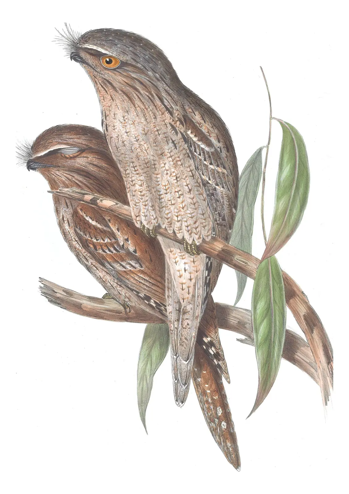 Volume II, plate 4 of Gould's The Birds of Australia: Tawny Frogmouth (Podargus strigoides)