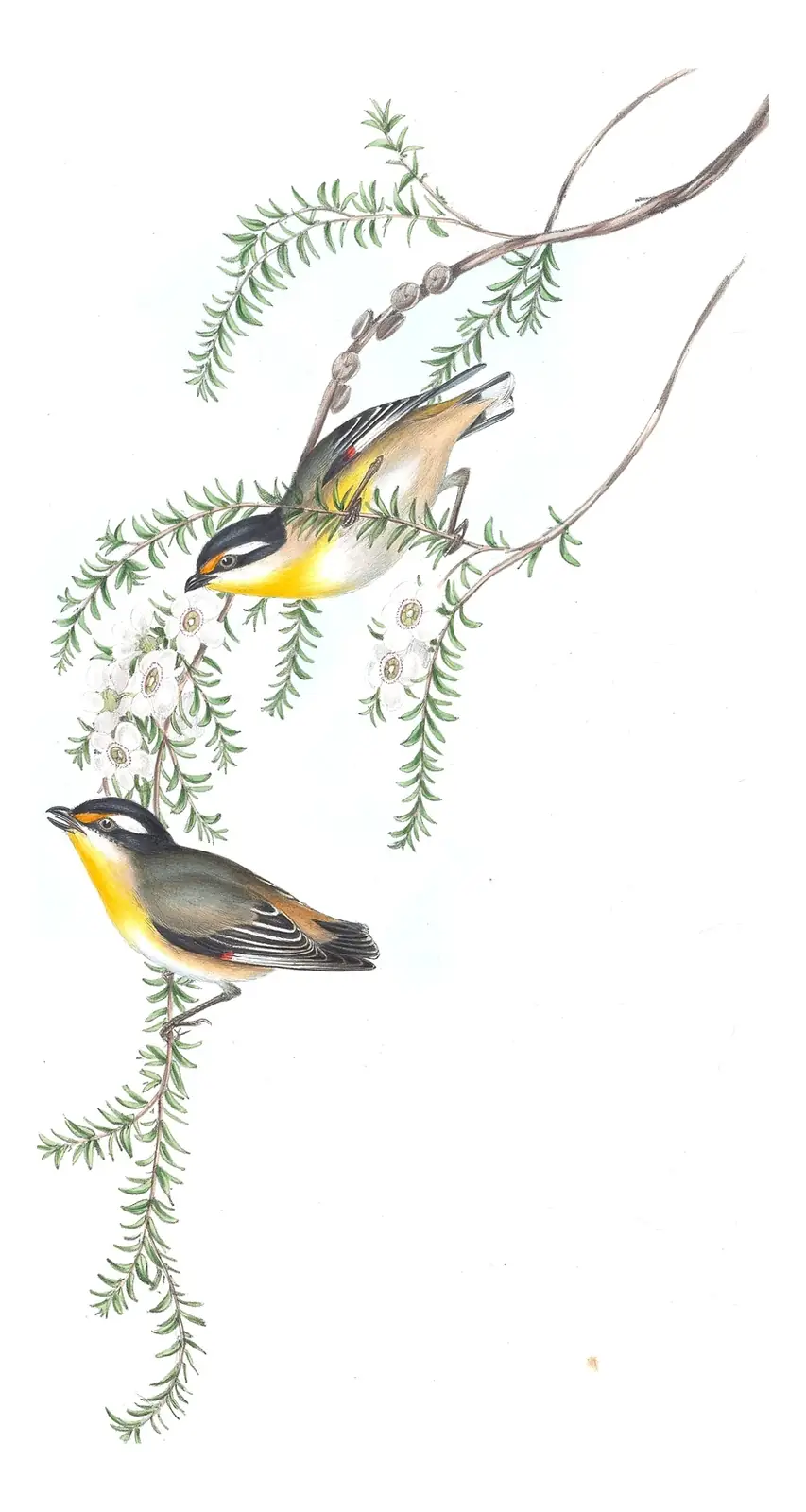 Volume II, plate 40 of Gould's The Birds of Australia: Striated Pardalote (Pardalotus striatus)