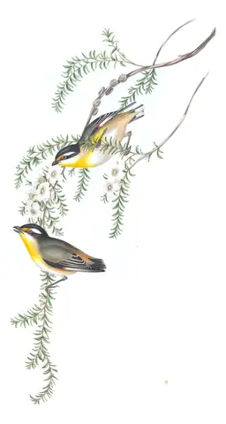 Volume II, plate 40 of Gould's The Birds of Australia: Striated Pardalote (Pardalotus striatus)