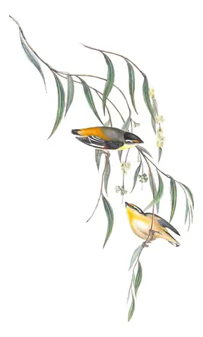 Volume II, plate 41 of Gould's The Birds of Australia: Striated Pardalote (Pardalotus striatus)