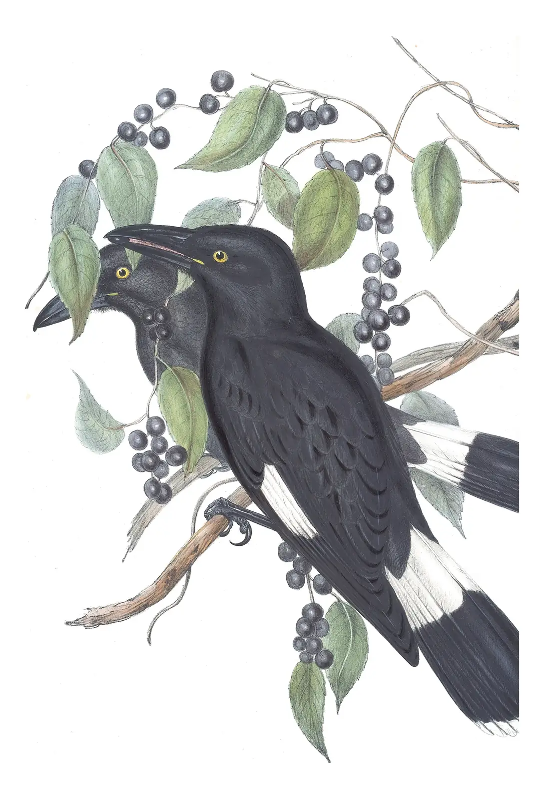 Volume II, plate 42 of Gould's The Birds of Australia: Pied Currawong (Strepera graculina)