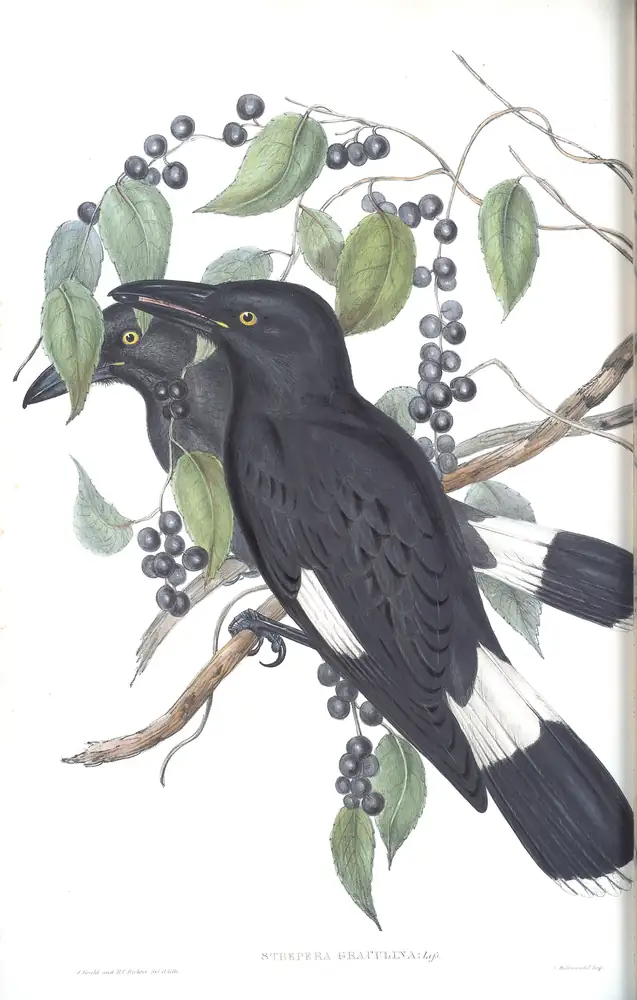 The whole sheet of volume II, plate 42, with its engraved caption