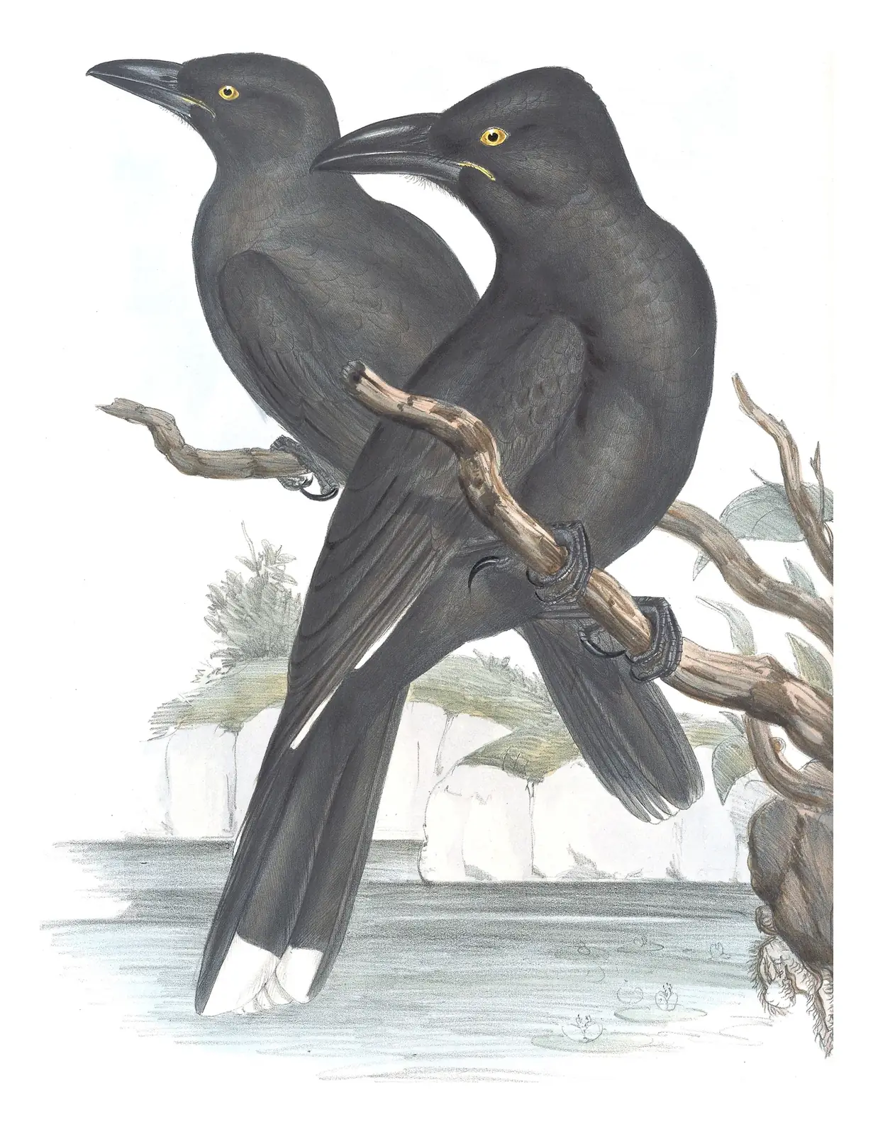 Volume II, plate 43 of Gould's The Birds of Australia: Black Currawong (Strepera fuliginosa)