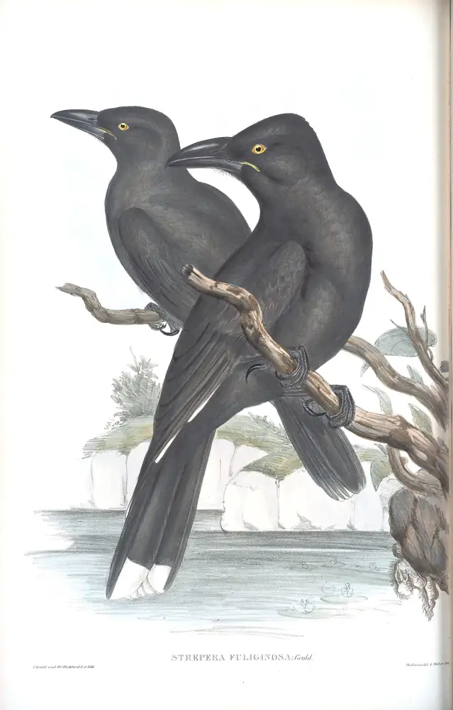 The whole sheet of volume II, plate 43, with its engraved caption