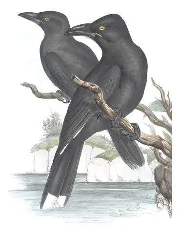 Volume II, plate 43 of Gould's The Birds of Australia: Black Currawong (Strepera fuliginosa)