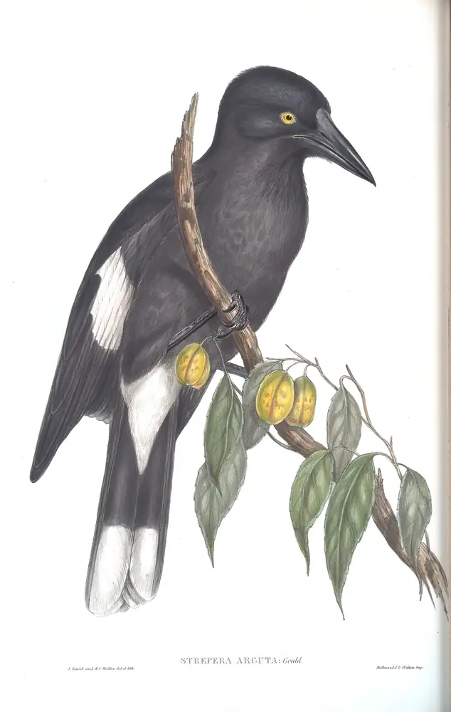 The whole sheet of volume II, plate 44, with its engraved caption