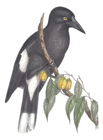 Volume II, plate 44 of Gould's The Birds of Australia: Gray Currawong (Strepera versicolor)