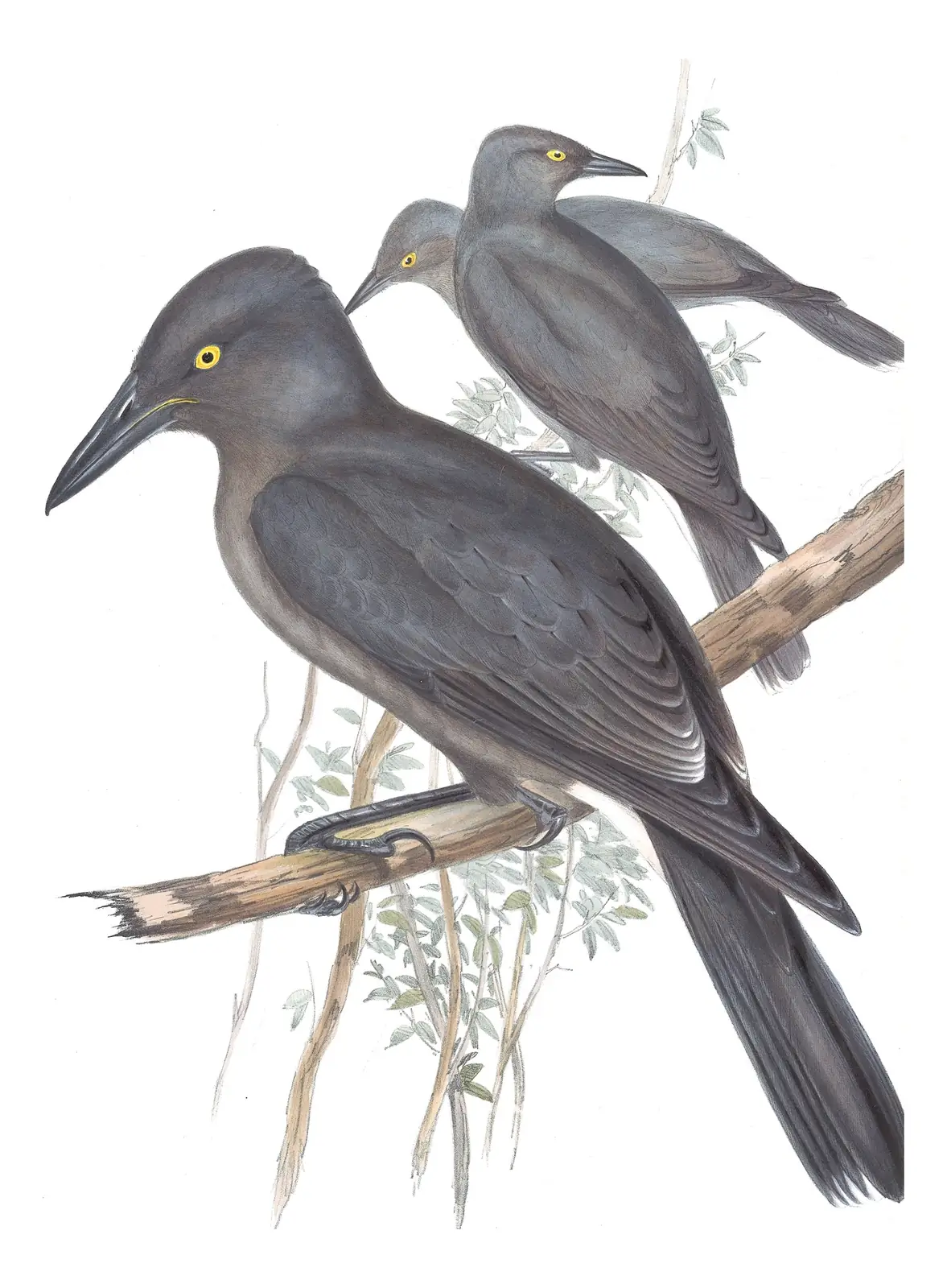 Volume II, plate 45 of Gould's The Birds of Australia: Gray Currawong (Strepera versicolor)