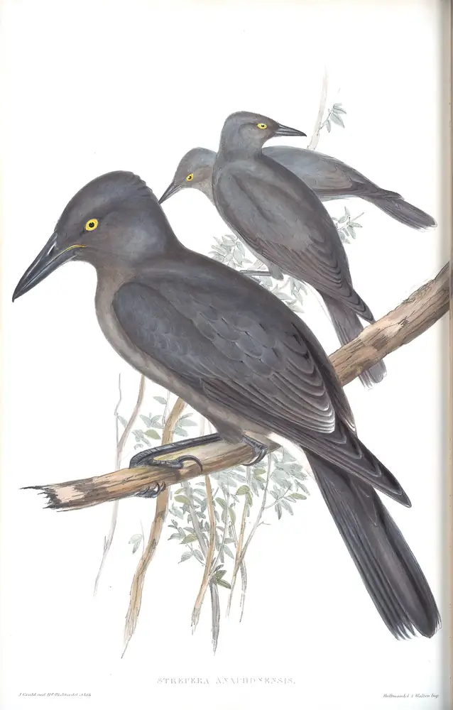 The whole sheet of volume II, plate 45, with its engraved caption