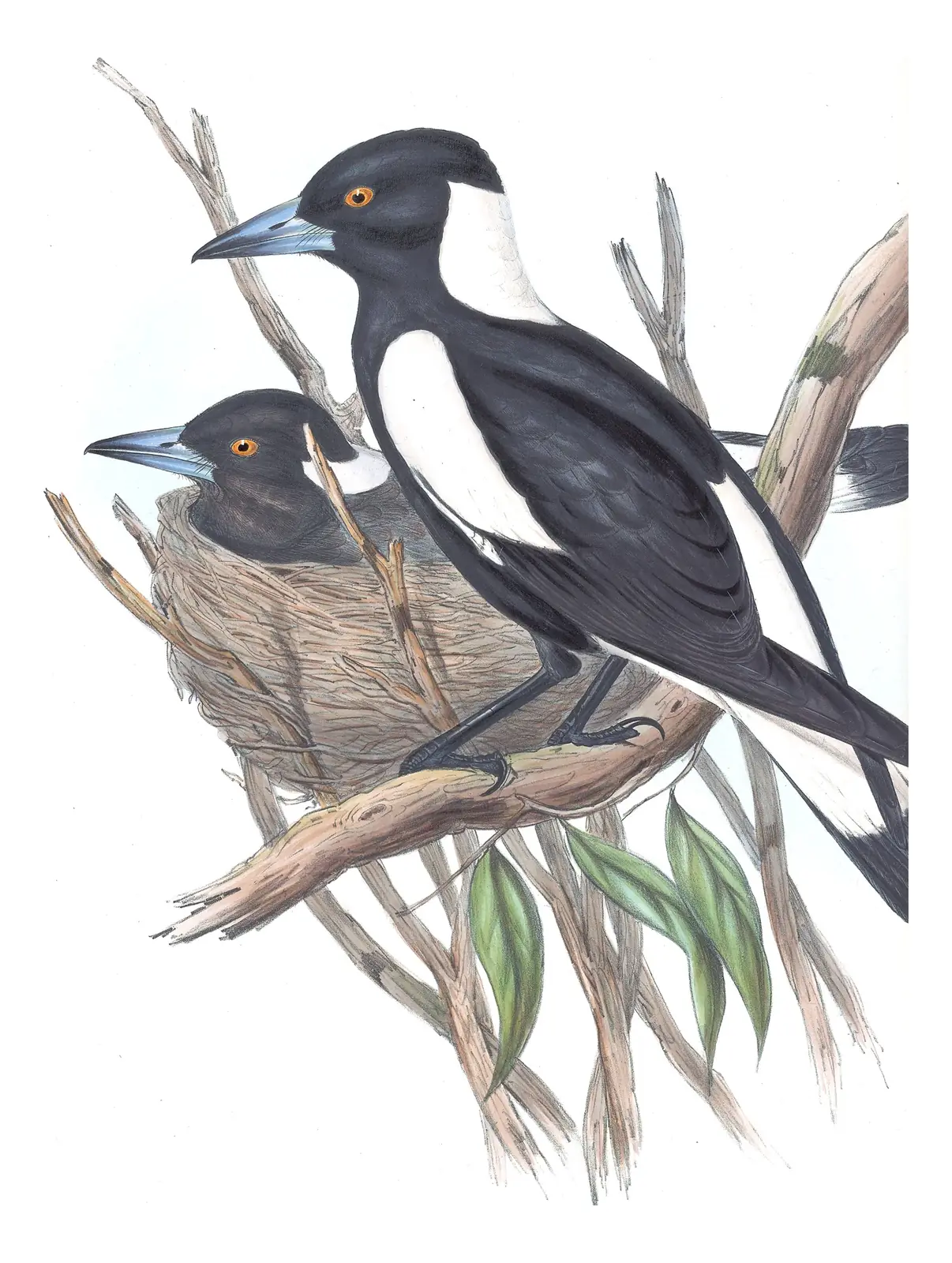 Volume II, plate 46 of Gould's The Birds of Australia: Australian Magpie (Gymnorhina tibicen)