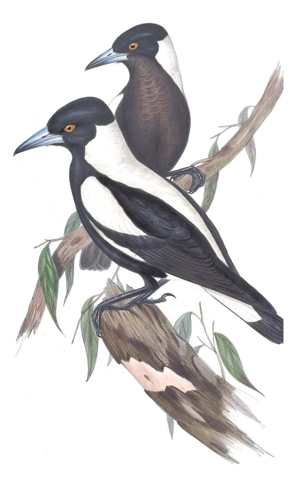 Volume II, plate 47 of Gould's The Birds of Australia: Australian Magpie (Gymnorhina tibicen)