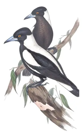 Volume II, plate 47 of Gould's The Birds of Australia: Australian Magpie (Gymnorhina tibicen)