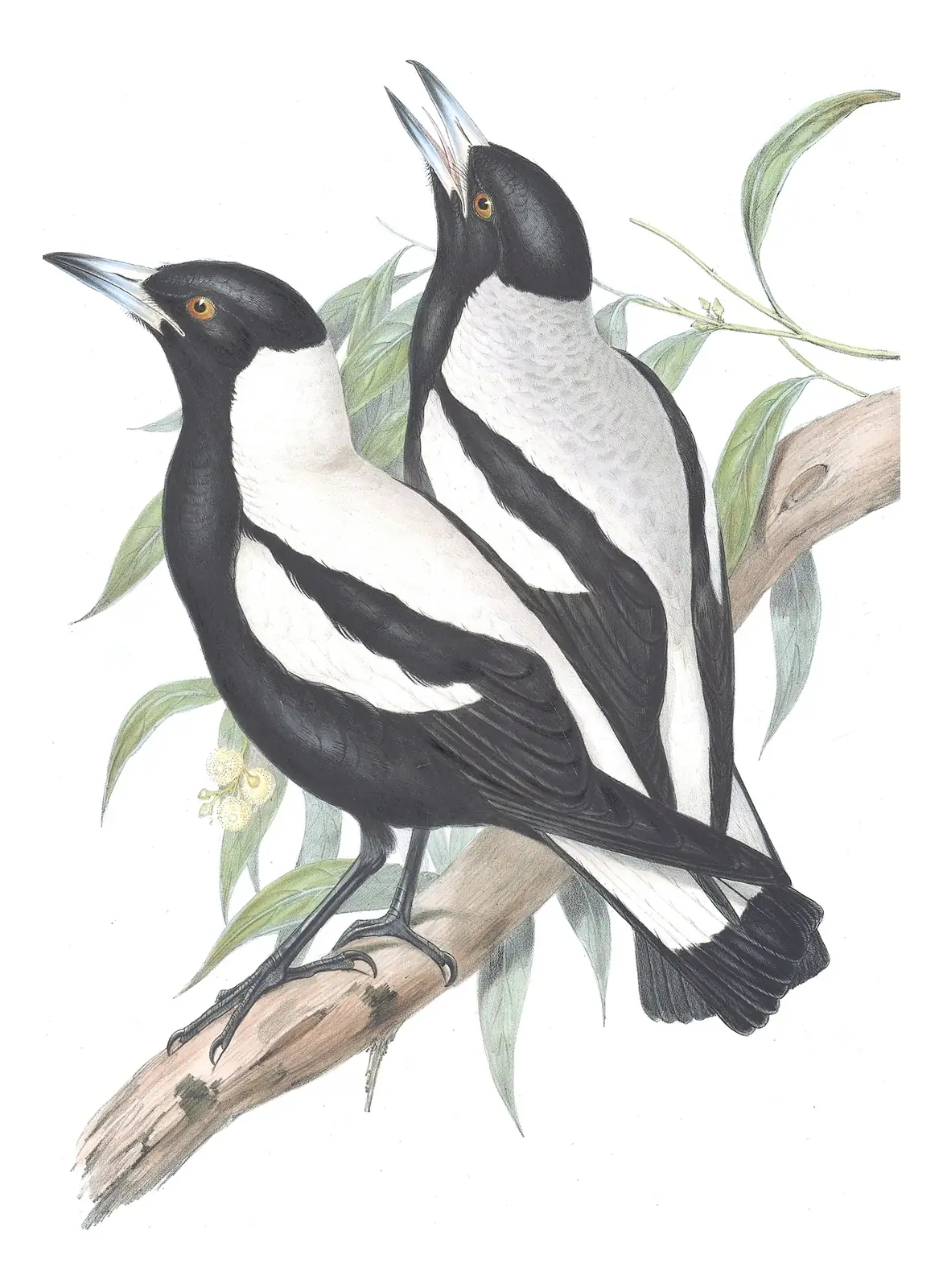 Volume II, plate 48 of Gould's The Birds of Australia: Australian Magpie (Gymnorhina tibicen)