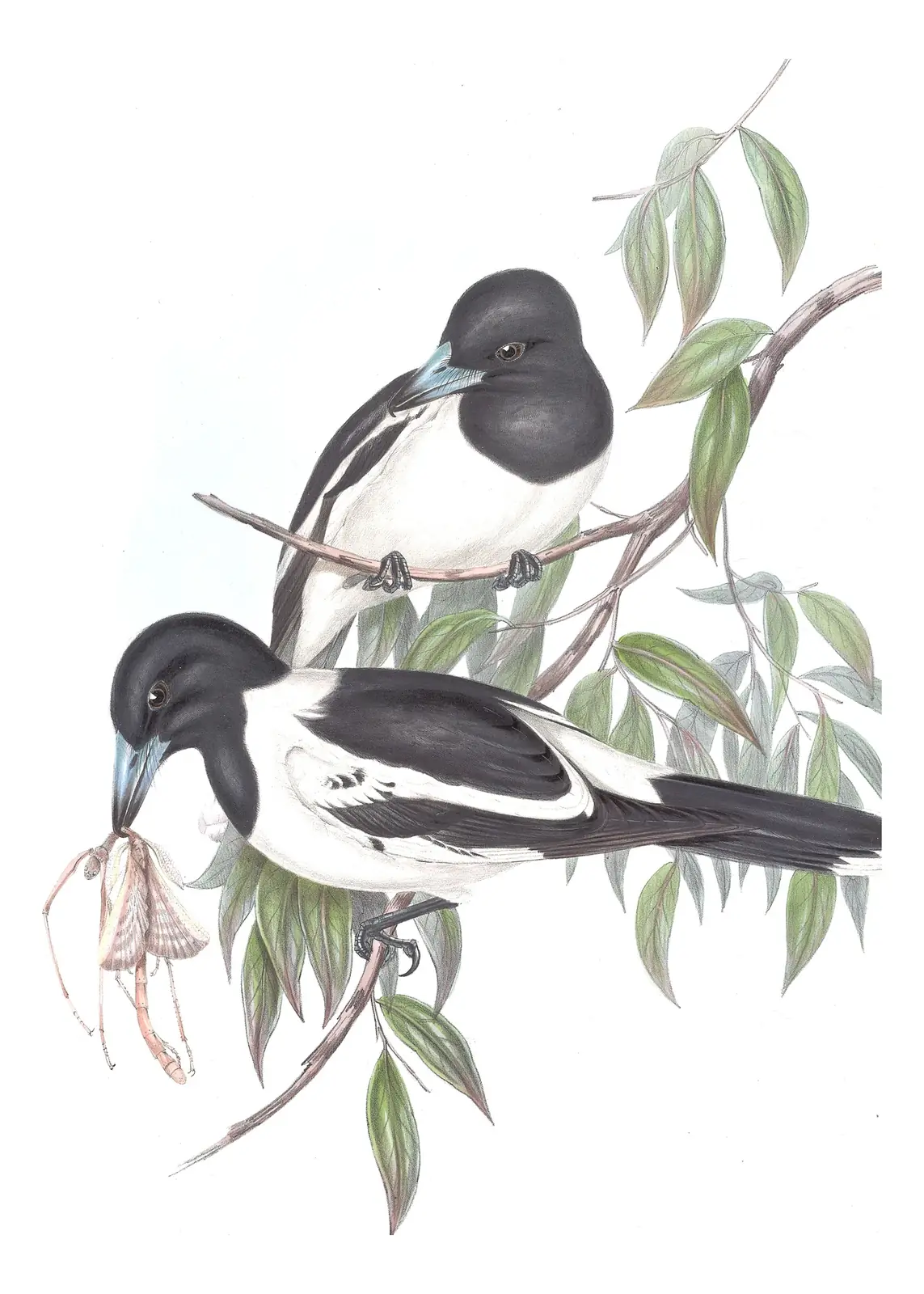 Volume II, plate 49 of Gould's The Birds of Australia: Pied Butcherbird (Cracticus nigrogularis)