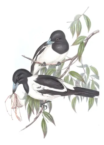 Volume II, plate 49 of Gould's The Birds of Australia: Pied Butcherbird (Cracticus nigrogularis)