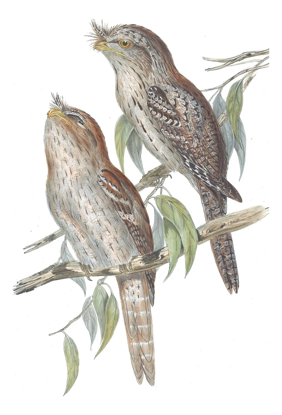 Volume II, plate 5 of Gould's The Birds of Australia: Tawny Frogmouth (Podargus strigoides)