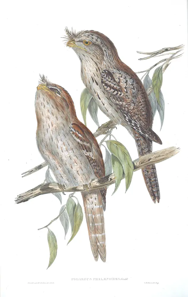The whole sheet of volume II, plate 5, with its engraved caption