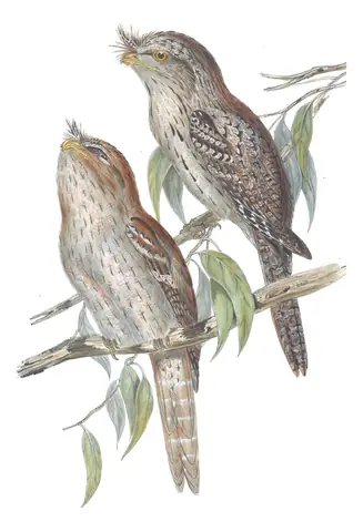 Volume II, plate 5 of Gould's The Birds of Australia: Tawny Frogmouth (Podargus strigoides)