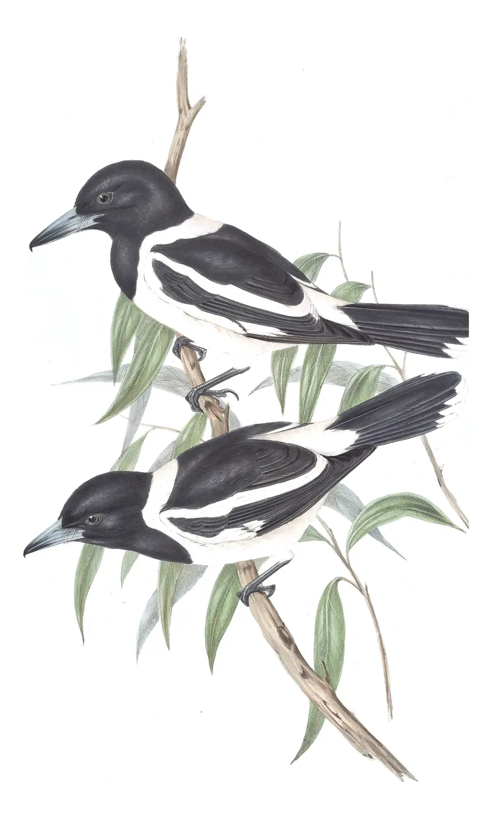 Volume II, plate 50 of Gould's The Birds of Australia: Pied Butcherbird (Cracticus nigrogularis)