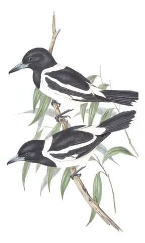 Volume II, plate 50 of Gould's The Birds of Australia: Pied Butcherbird (Cracticus nigrogularis)