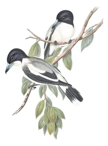 Volume II, plate 51 of Gould's The Birds of Australia: Silver-backed Butcherbird (Cracticus argenteus)