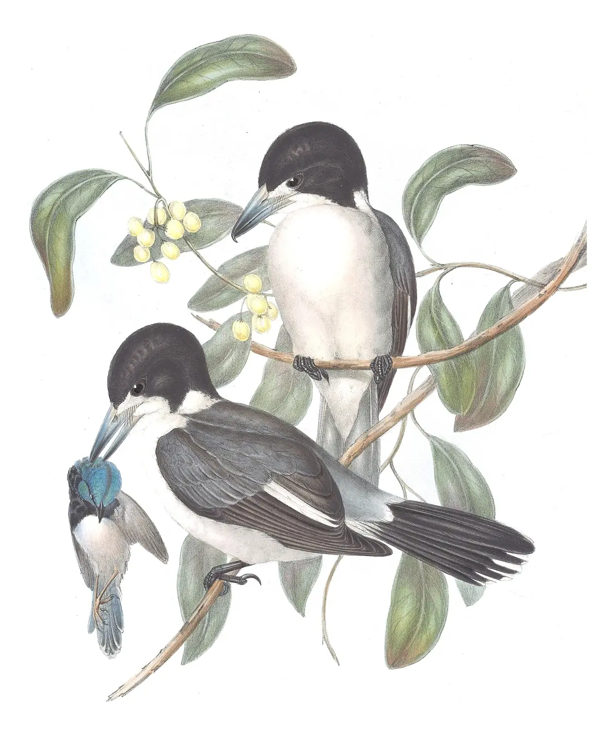 Volume II, plate 52 of Gould's The Birds of Australia: Gray Butcherbird (Cracticus torquatus)