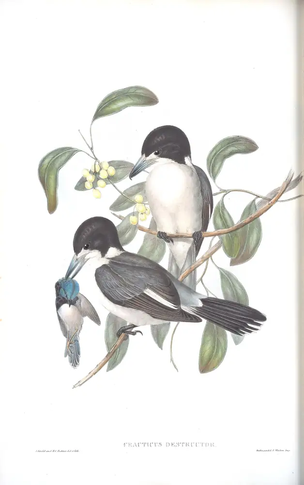 The whole sheet of volume II, plate 52, with its engraved caption