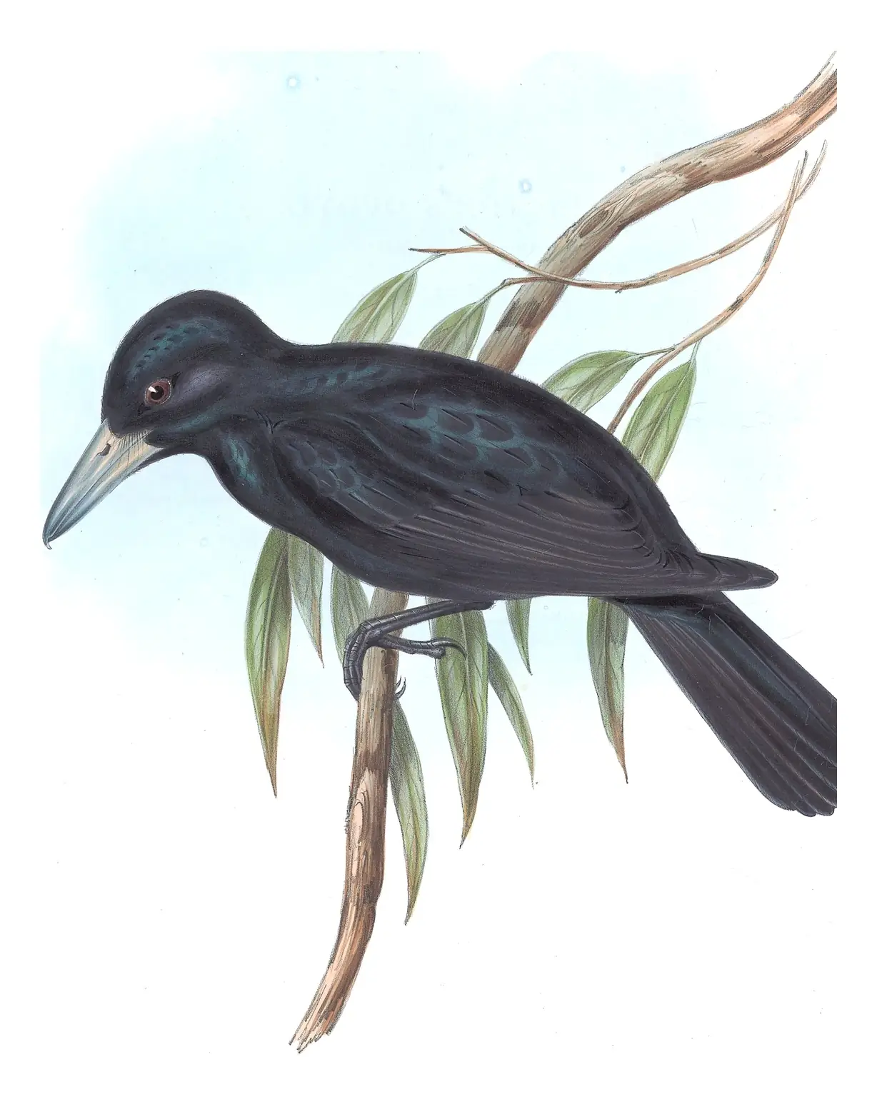 Volume II, plate 53 of Gould's The Birds of Australia: Black Butcherbird (Melloria quoyi)