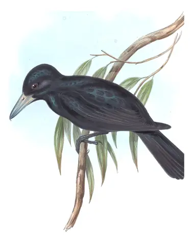 Volume II, plate 53 of Gould's The Birds of Australia: Black Butcherbird (Melloria quoyi)